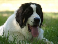 /album/www-cutedog-com/bukovinaipasztor-jpg/