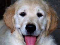 /album/www-cutedog-com/dscf6244-jpg/