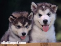 /album/www-cutedog-com/husky-kolykok-jpg/