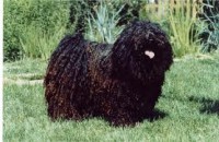 /album/www-cutedog-com/imagesca6ba2ca-jpg/