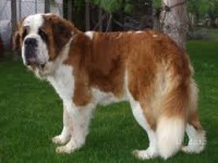 /album/www-cutedog-com/imagescaafvnj2-jpg/