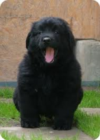 /album/www-cutedog-com/un2-png/